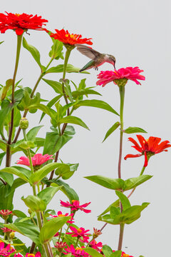 Ruby throated hummingbird feeding from bright zinnia flowers with white background