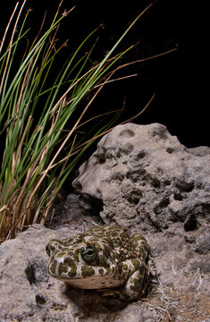 European green toad (Bufo aka Bufotes viridis). Sardinia 