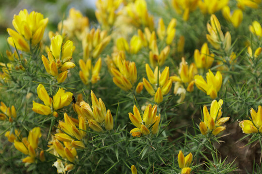 Yellow gorse flowers blooming in sintra-cascais natural park