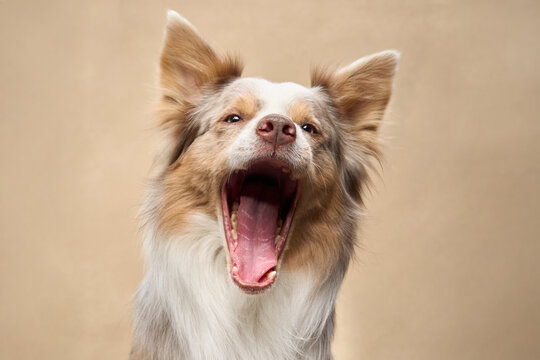 A Border Collie opens mouth wide mid-yawn in soft studio light.