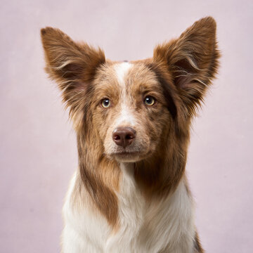A relaxed Border Collie faces camera in a soft tone setting with upright ears.
