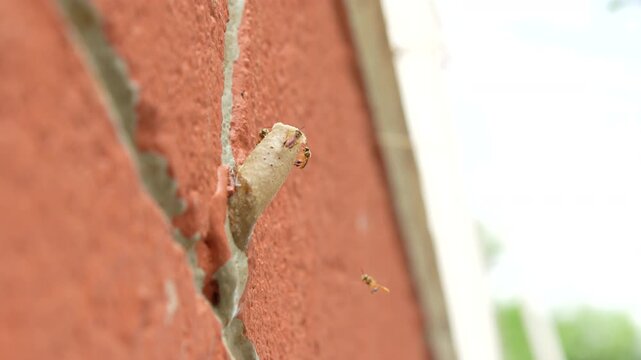Low-angle Perspective Macro of Stingless Angelita Bees (Tetragonisca Angustula) Active on Wax Nest Entrance Pipe