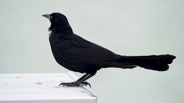 Grackle standing on a table in the breeze at Utah Lake.