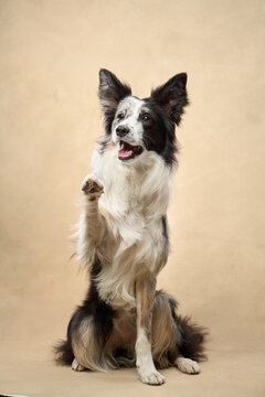 A Border Collie sits upright and smiles in studio light, appearing joyful and proud.