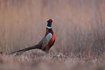 Bażant (Phasianus colchicus) pheasant © Bartosz Rakoczy
