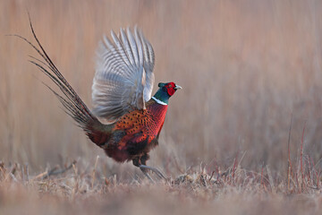 Bażant (Phasianus colchicus) pheasant © Bartosz Rakoczy