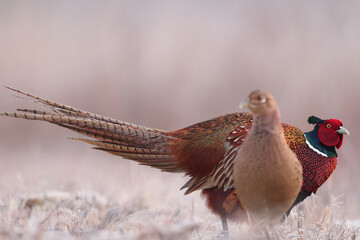 Bażant (Phasianus colchicus) pheasant © Bartosz Rakoczy