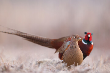 Bażant (Phasianus colchicus) pheasant © Bartosz Rakoczy
