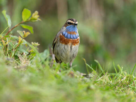 Bluethroat, Luscinia svecica