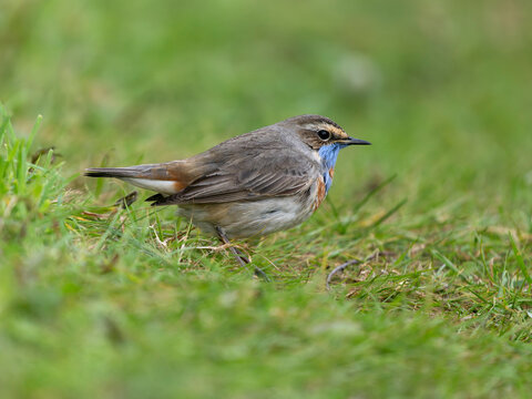Bluethroat, Luscinia svecica