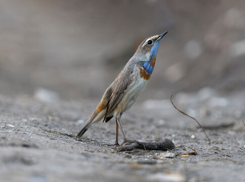 Bluethroat, Luscinia svecica