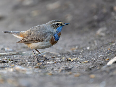 Bluethroat, Luscinia svecica