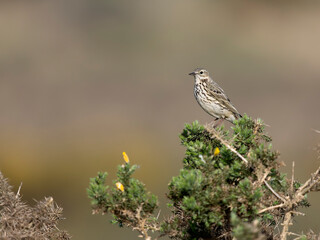 Fototapeta premium Meadow pipit, Anthus pratensis