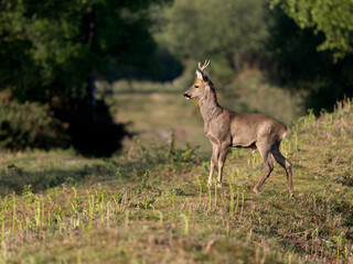 Roe deer, Capreolus capreolus © Erni