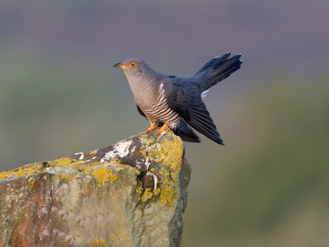 Cuckoo, Cuculus canorus