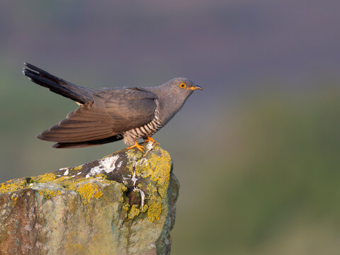 Cuckoo, Cuculus canorus