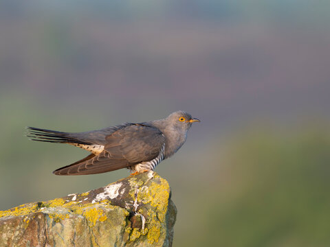 Cuckoo, Cuculus canorus