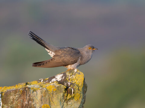 Cuckoo, Cuculus canorus