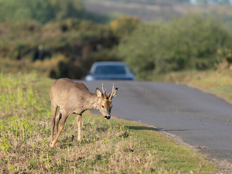 Roe deer, Capreolus capreolus