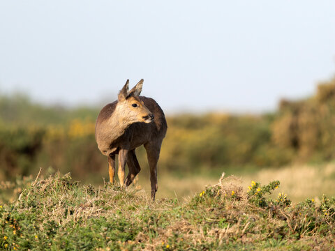 Roe deer, Capreolus capreolus