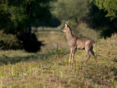 Roe deer, Capreolus capreolus