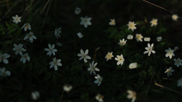 Close-up of small white wildflowers growing densely on the forest floor in a spring woodland. Soft natural sunlight illuminates the delicate petals, creating a calm and fresh nature scene.