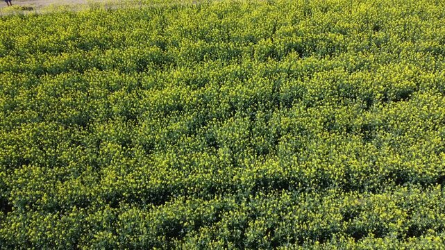 A vibrant yellow canola field in full bloom during springtime, with a small rural village and the mountains of the Brescia area in the background. Taken with a drone.