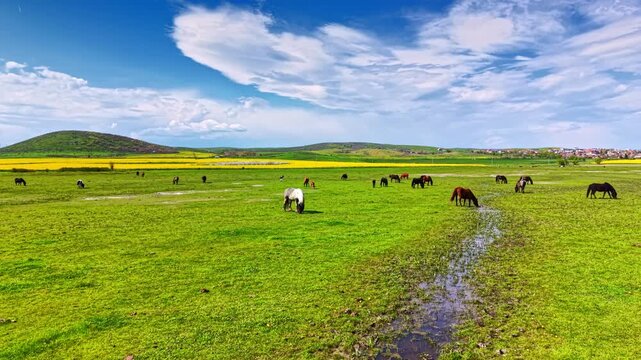 Horses roam freely in a large green field. The sun shines bright, and the sky is mostly clear with a few clouds. Hills and fields fill the background, creating a wide landscape.