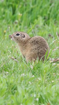European ground squirrel standing alert on green meadow in spring, Spermophilus citellus
