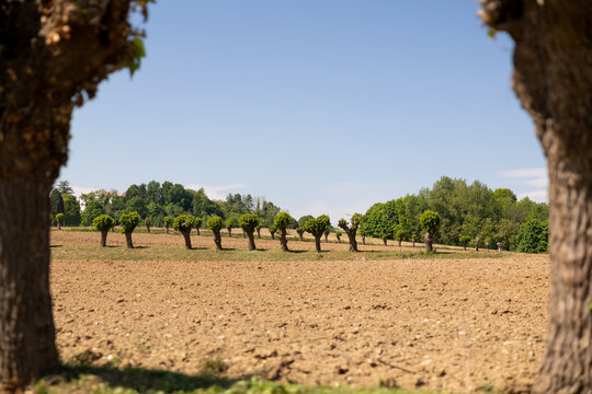 Row of pollarded mulberry trees morars in ploughed Friuli fields framed between blurred trunks