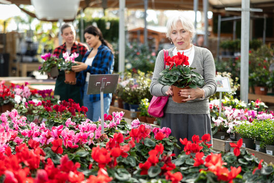 Elderly woman buyer chooses cyclamen in pot in flower shop