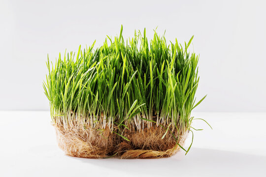 Two dense wheatgrass root mats isolated on white, ideal for animal fodder, hydroponic farming, sustainable feed, pet grass and agricultural growth concepts