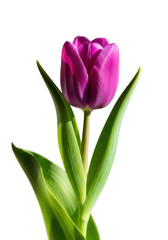 Naklejka premium Single purple tulip flower with green leaves isolated on transparent background isolated on transparent background