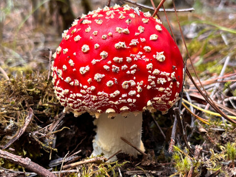 Amanita
