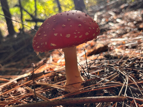 Bosque amanita