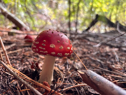 Hongo Amanita