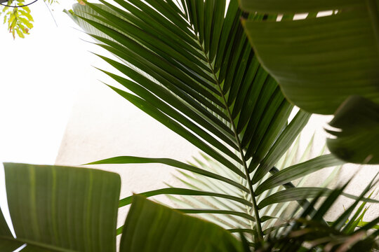 Abstract palm leaves 