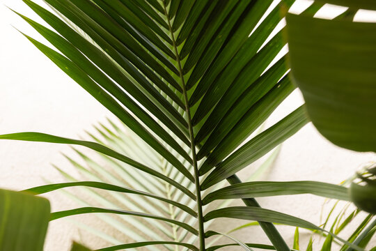 Abstract palm leaves 