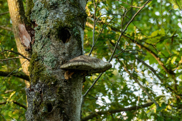 Fototapeta premium Baumpilz Gebilde an einem abgestorbenen Baumstamm im Wald