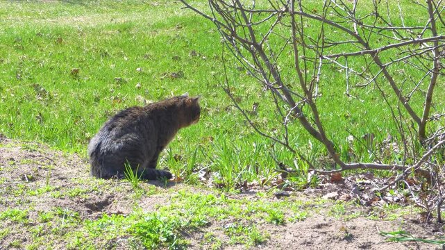 A cat is hunting in the bushes. The cat hides in the bushes and hunts. Wild animals in nature. Hunting behavior and understanding of nature.