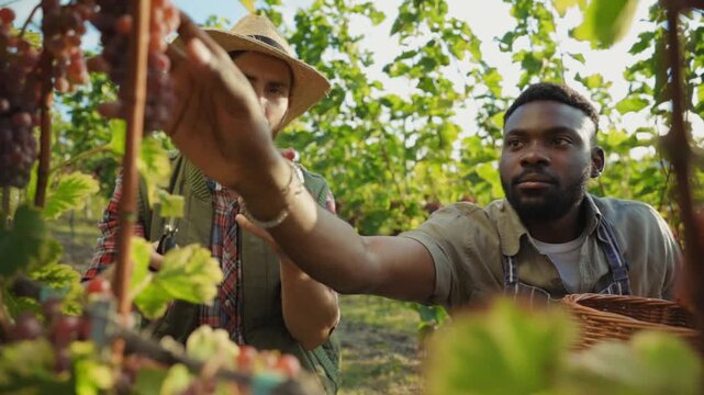 The process of harvesting grapes in a vineyard is integral to agricultural practices today