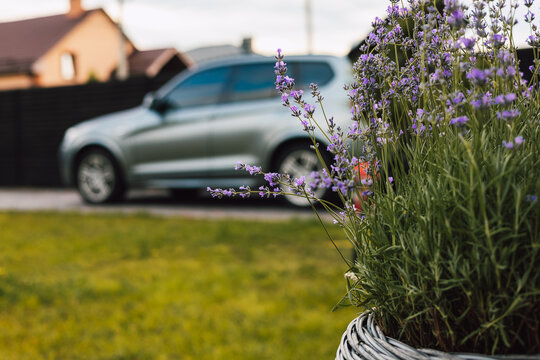 Modern silver SUV parked at a private house behind blooming lavender. Concept of eco-mobility, suburban lifestyle, and premium domestic comfort. Authentic outdoor scene with soft focus background.