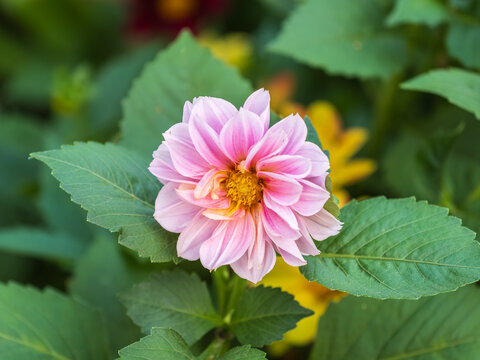 Pink flowers dahlia pinnata collar mignon blooming in the garden.