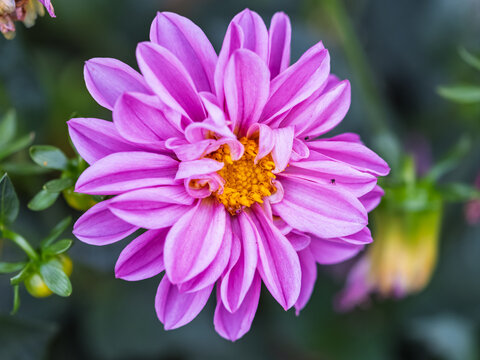 Pink flowers dahlia pinnata collar mignon blooming in the garden.