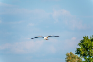 Obraz premium Beautiful Black Headed Gull, in elegant flight over blue water