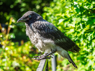 Obraz premium A crow chick, a small crow has fallen out of its nest and is sitting scared on a branch near the ground.