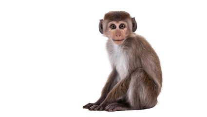 Isolated cute young toque macaque monkey sitting, looking at camera, adorable primate. © Cian