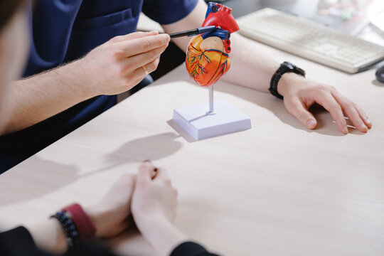 Cardiologist pointing at detailed heart model during patient consultation for medical