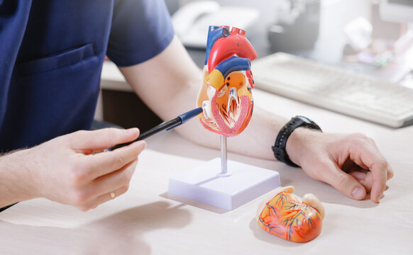 Closeup Cardiologist showing dissected heart model with pointer and separate chamber piece for anatomy cardiology