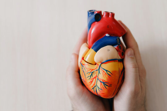 Centered hands presenting an anatomical heart model from above for cardiology medical